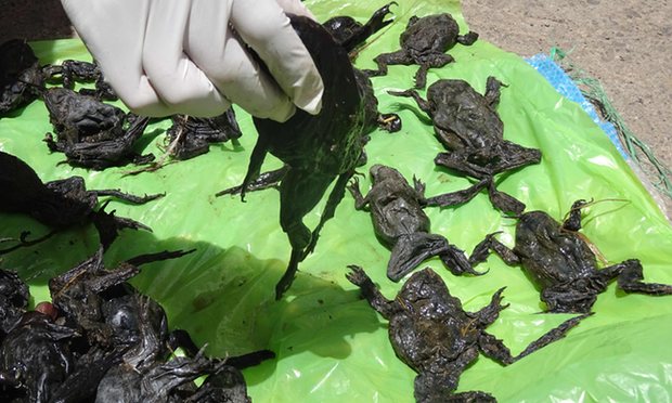 Scientists investigate death of 10,000 endangered 'scrotum' frogs in Peru
