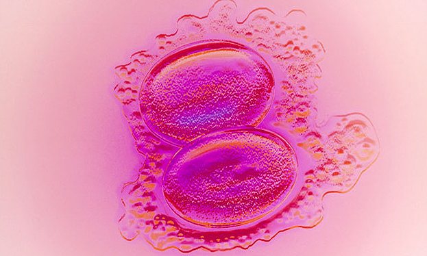 Netherlands gives green light for growing human embryos