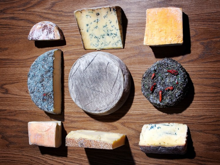 WHAT GENE-SWAPPING CHEESE MICROBES COULD SAY ABOUT ANTIBIOTIC RESISTANCE