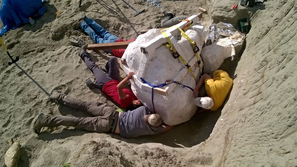 Paleontologists just found a 2,500-pound T. rex skull in Montana