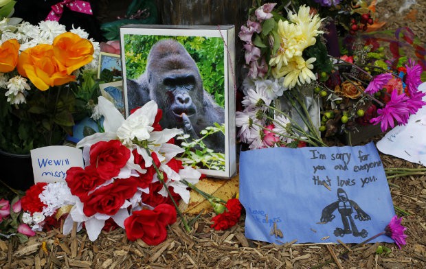 Cincinnati Zoo deletes Twitter account after one Harambe reply too many